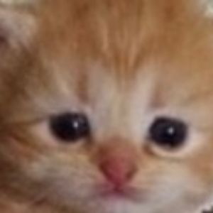 Meet your Posher, Autumn